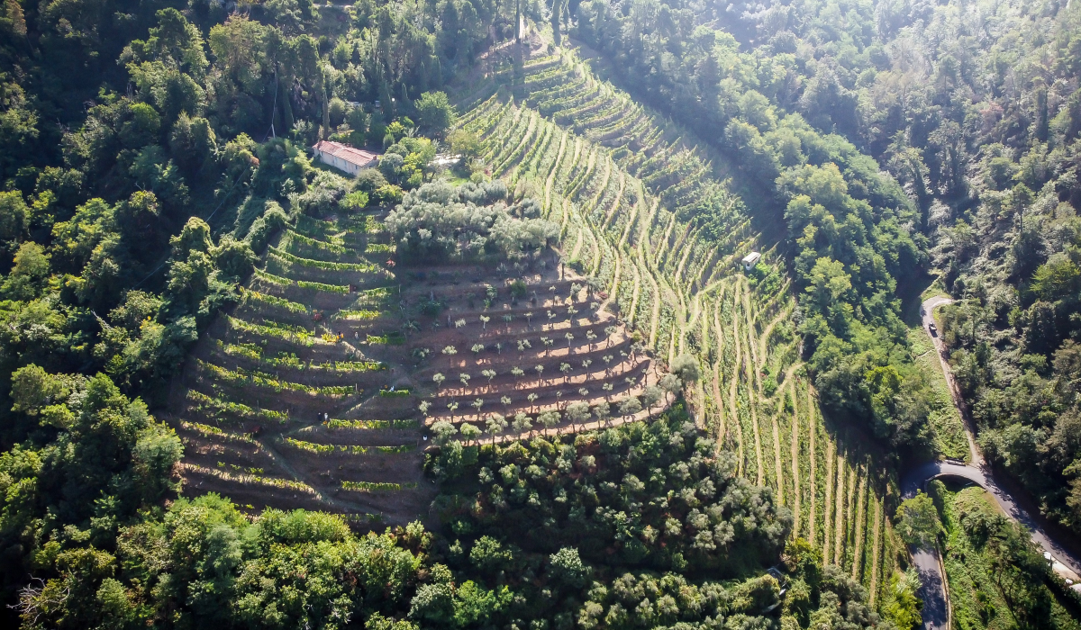 DJI_0316_1244x700